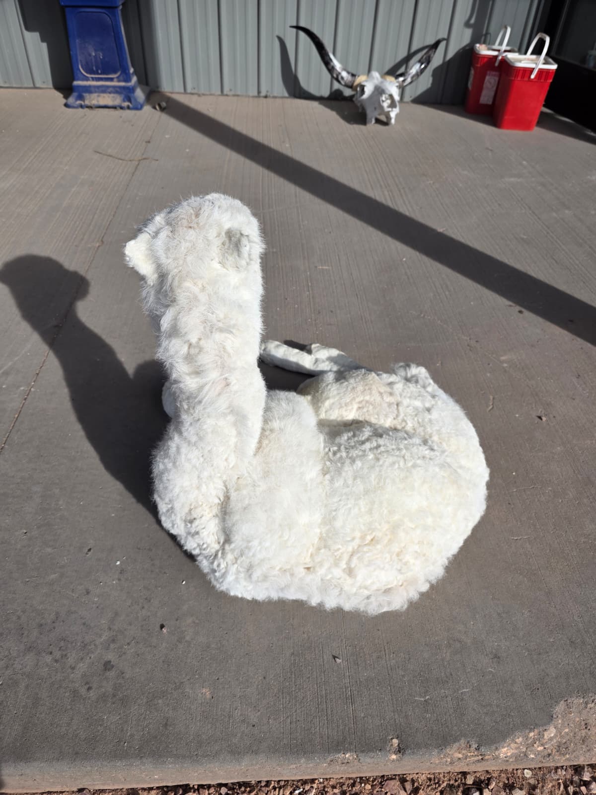 FHAB17 - Alpacas – Camelids Full-Body Taxidermy Mount