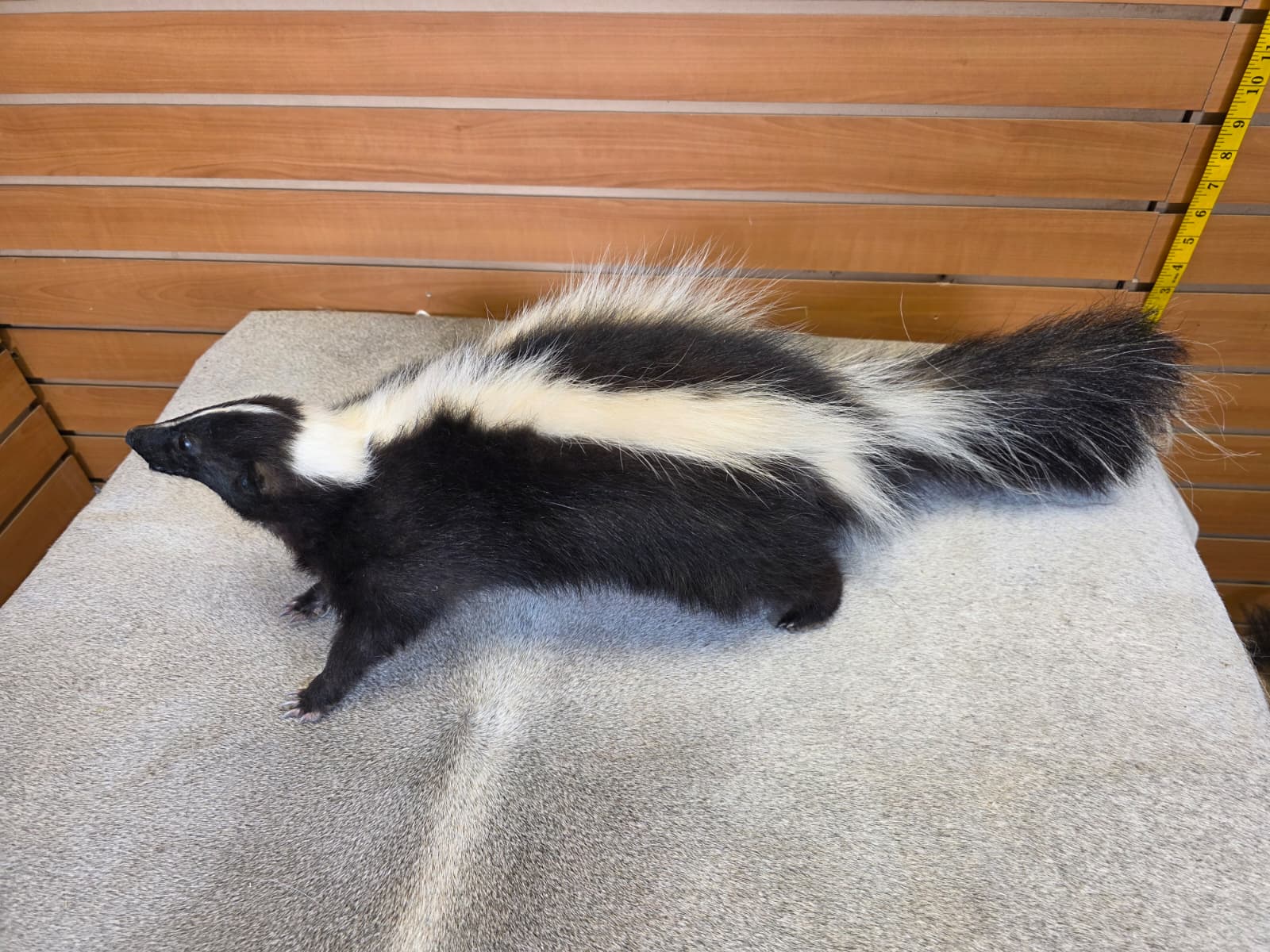KMSK32 - Full-Body Skunk Taxidermy Mount