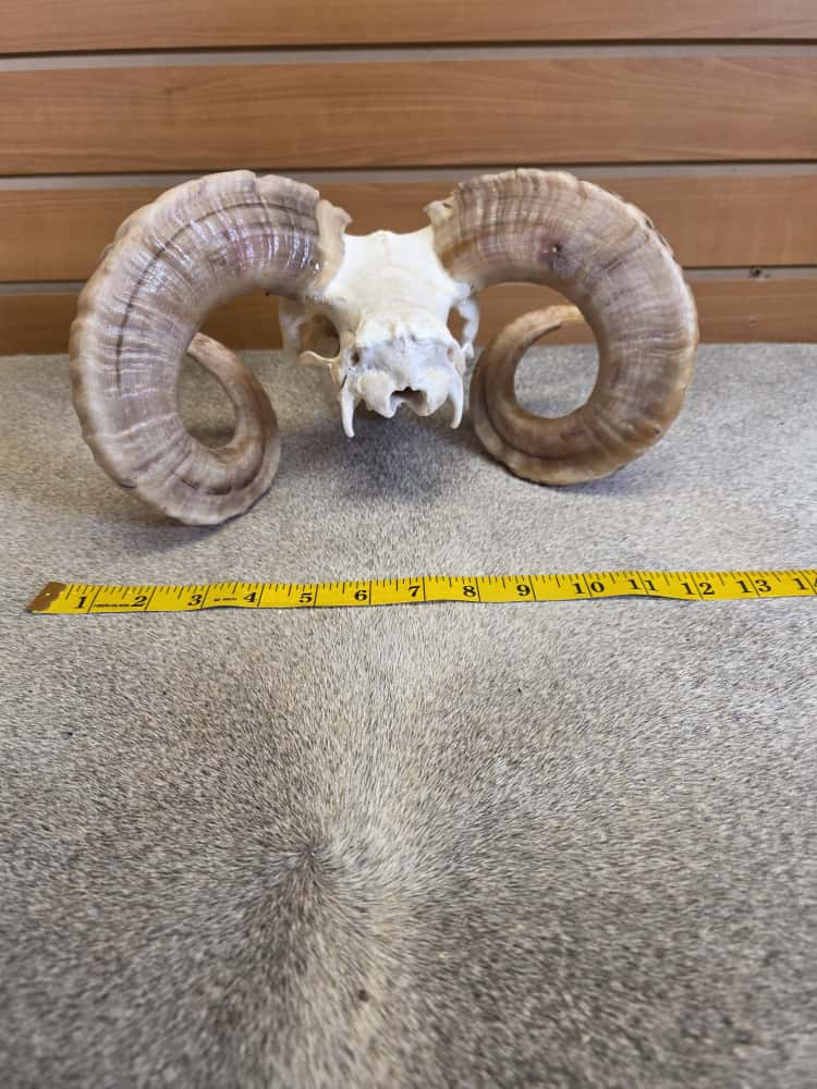 JTV290 - Ram Skull – Full Curl – Taxidermy Mount