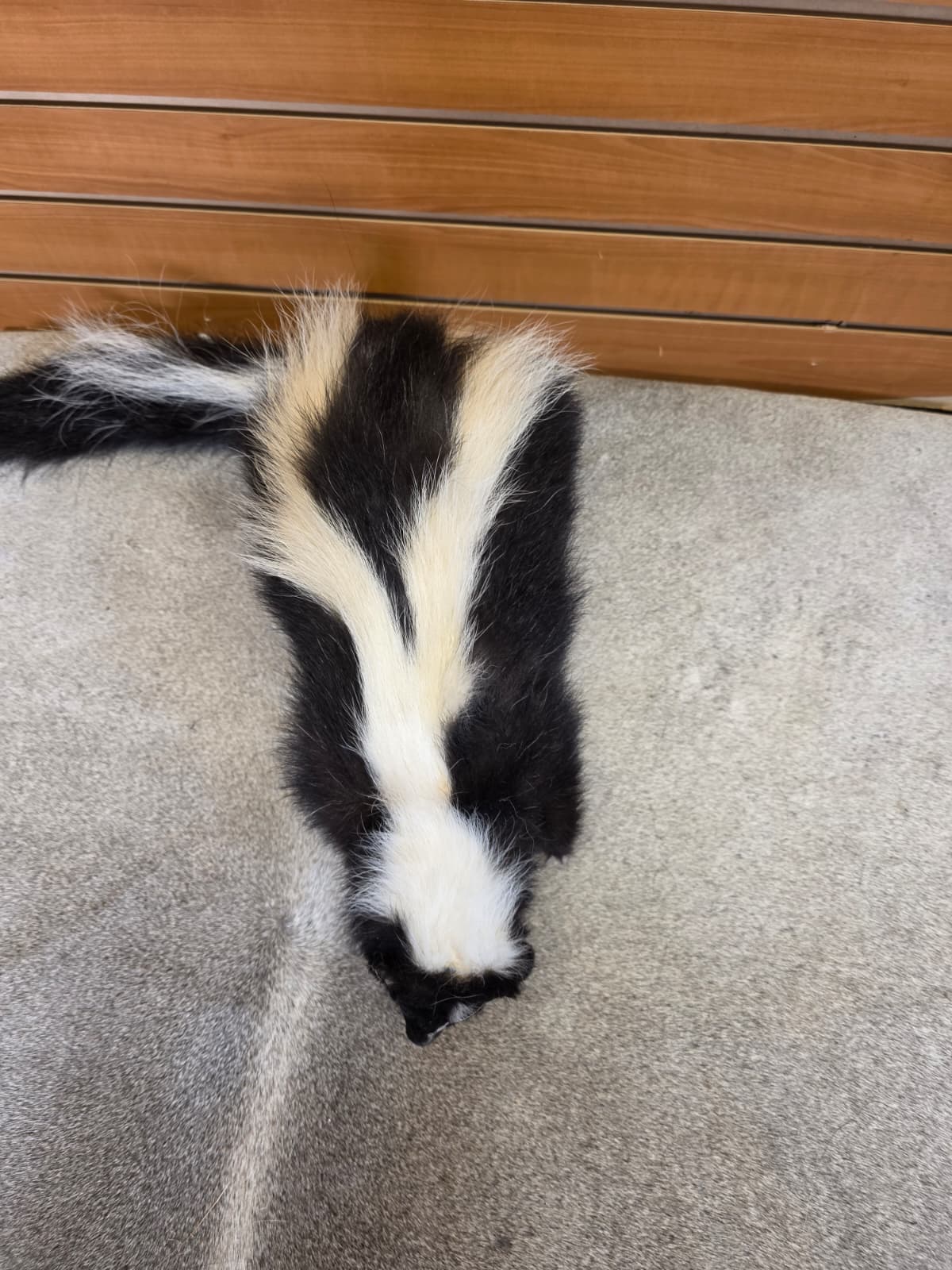 KMSK16 - Full-Body Skunk Taxidermy Mount