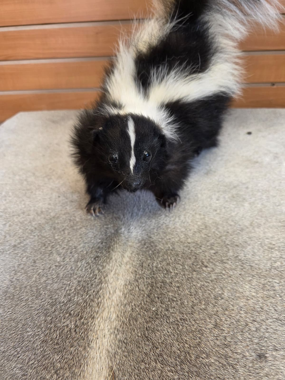 KMSK28 - Full-Body Skunk Taxidermy Mount