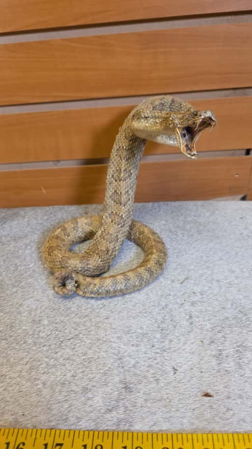 JTV284 - Aruba Island Rattlesnake – Full Body Mount