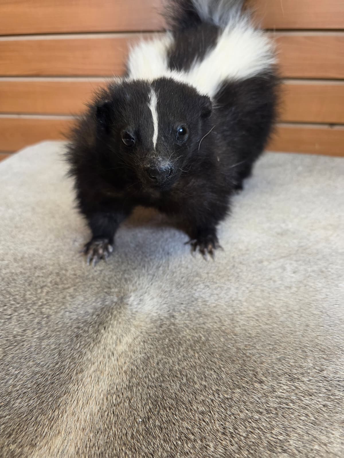 KMSK11 - Full-Body Skunk Taxidermy Mount