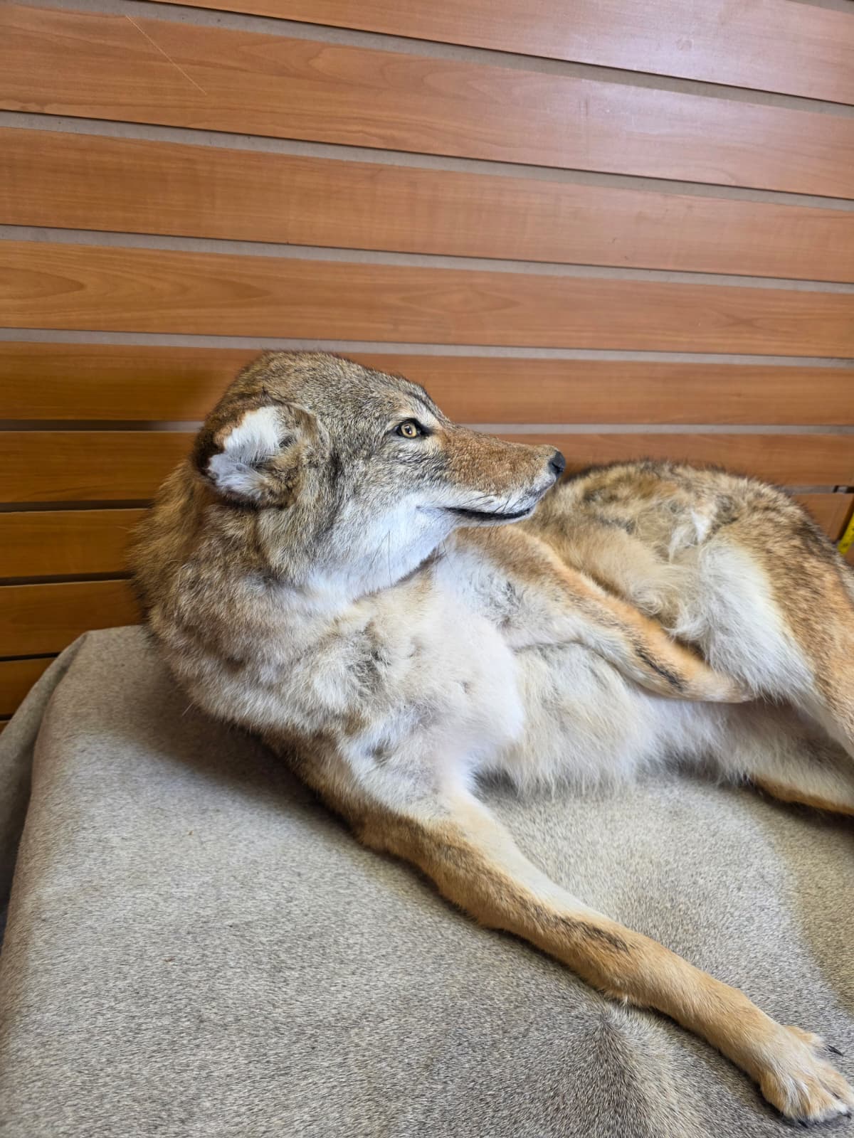 KMCY35 - Full-Body Coyote Taxidermy Mount
