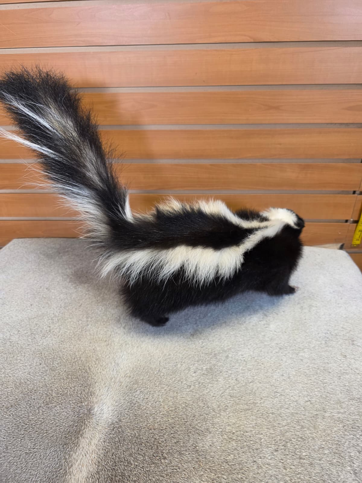 KMSK23 - Full-Body Skunk Taxidermy Mount