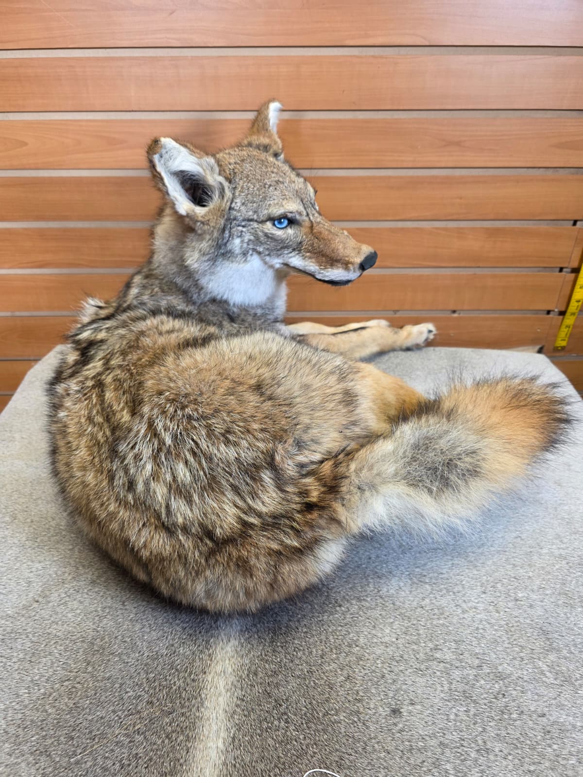 KMCY33 - Full-Body Coyote Taxidermy Mount