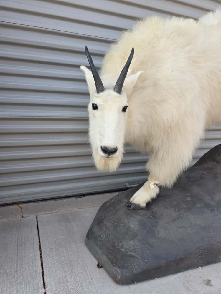 FHCM67 - Mountain Goat Full Mount