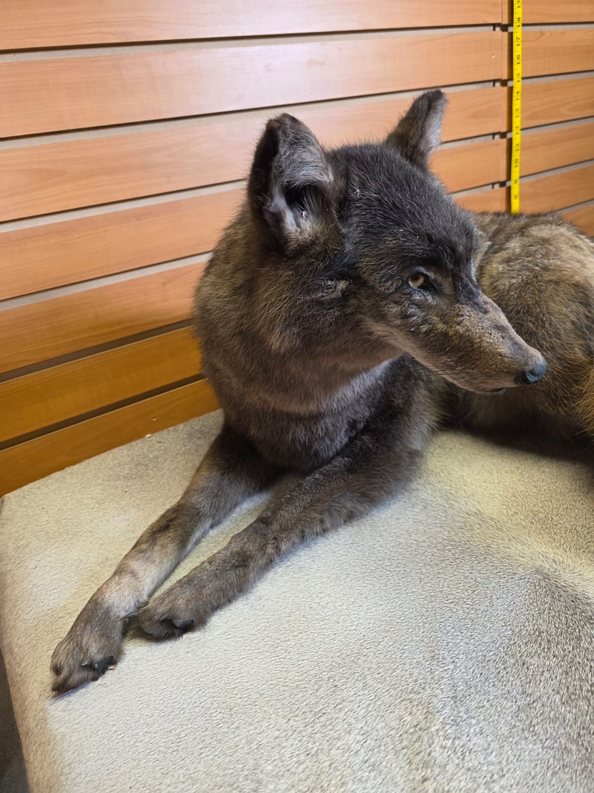 KMCY26 - Full-Body Coyote Taxidermy Mount