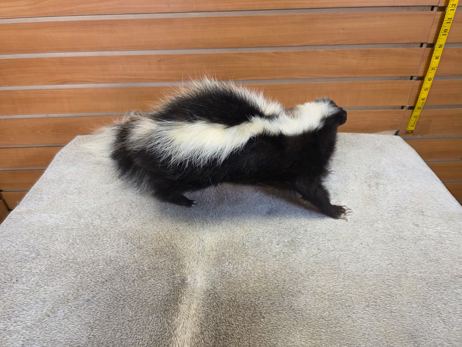 KMSK22 - Full-Body Skunk Taxidermy Mount