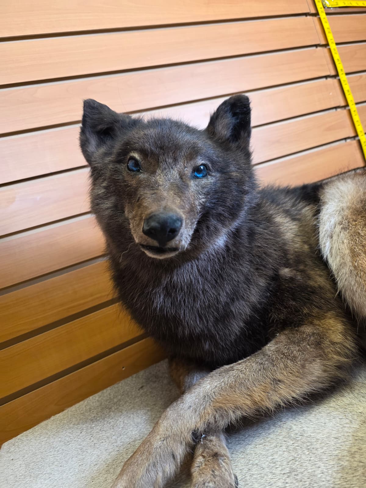 KMCY24 - Full-Body Coyote Taxidermy Mount