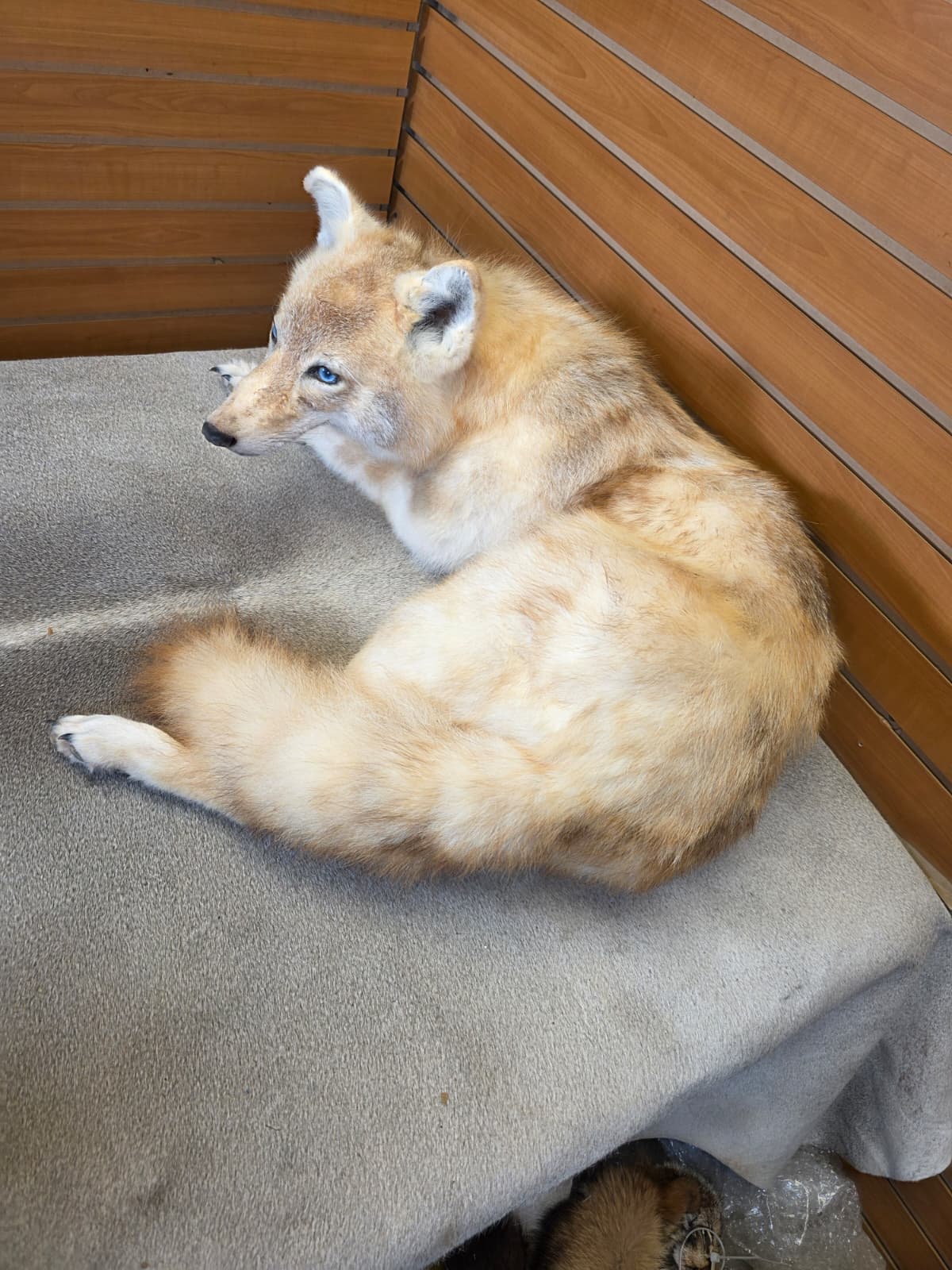 KMCY27 - Full-Body Coyote Taxidermy Mount