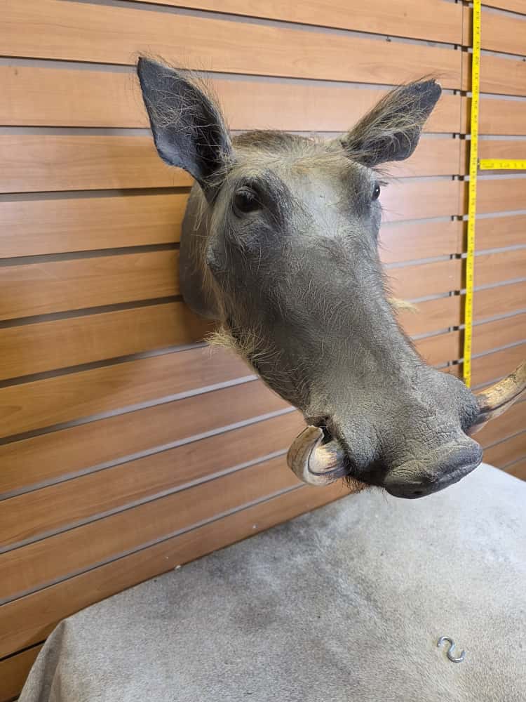 FHAB14 - African Warthog Head – Taxidermy Mount