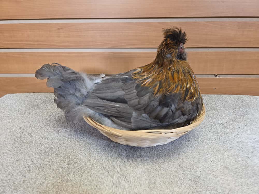 JTV285 - Easter Egger Chicken – Taxidermy in Straw