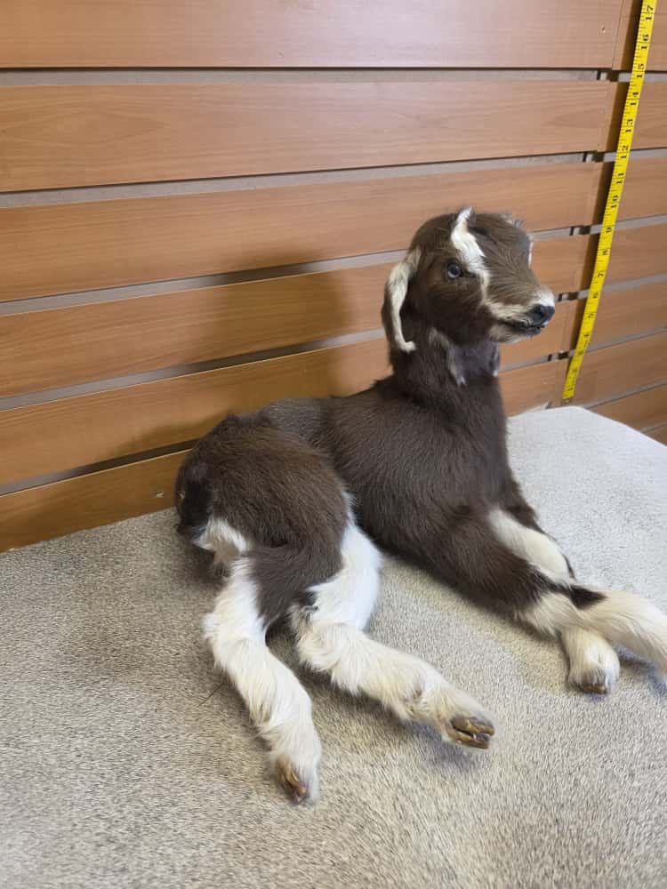 FHAB12 - Toggenburg Goat – Full Body Mount