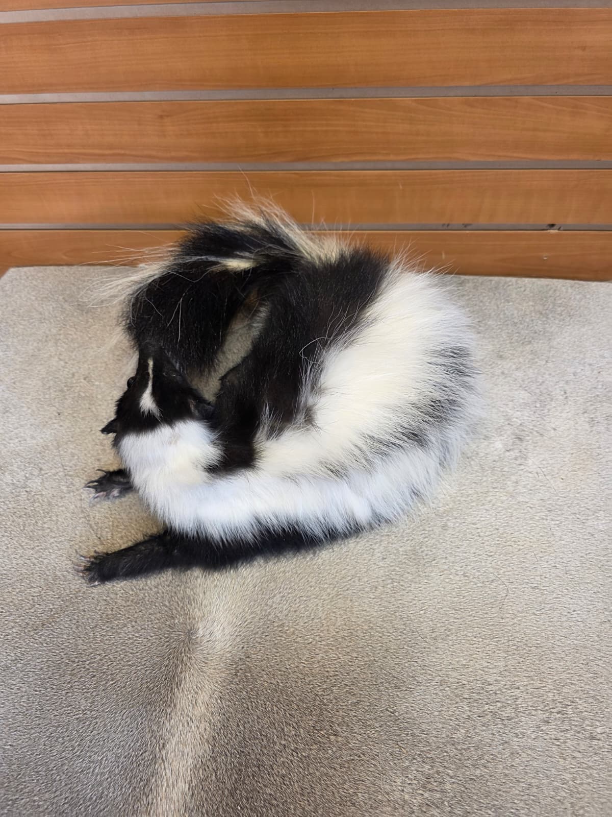 KMSK20 - Full-Body Skunk Taxidermy Mount