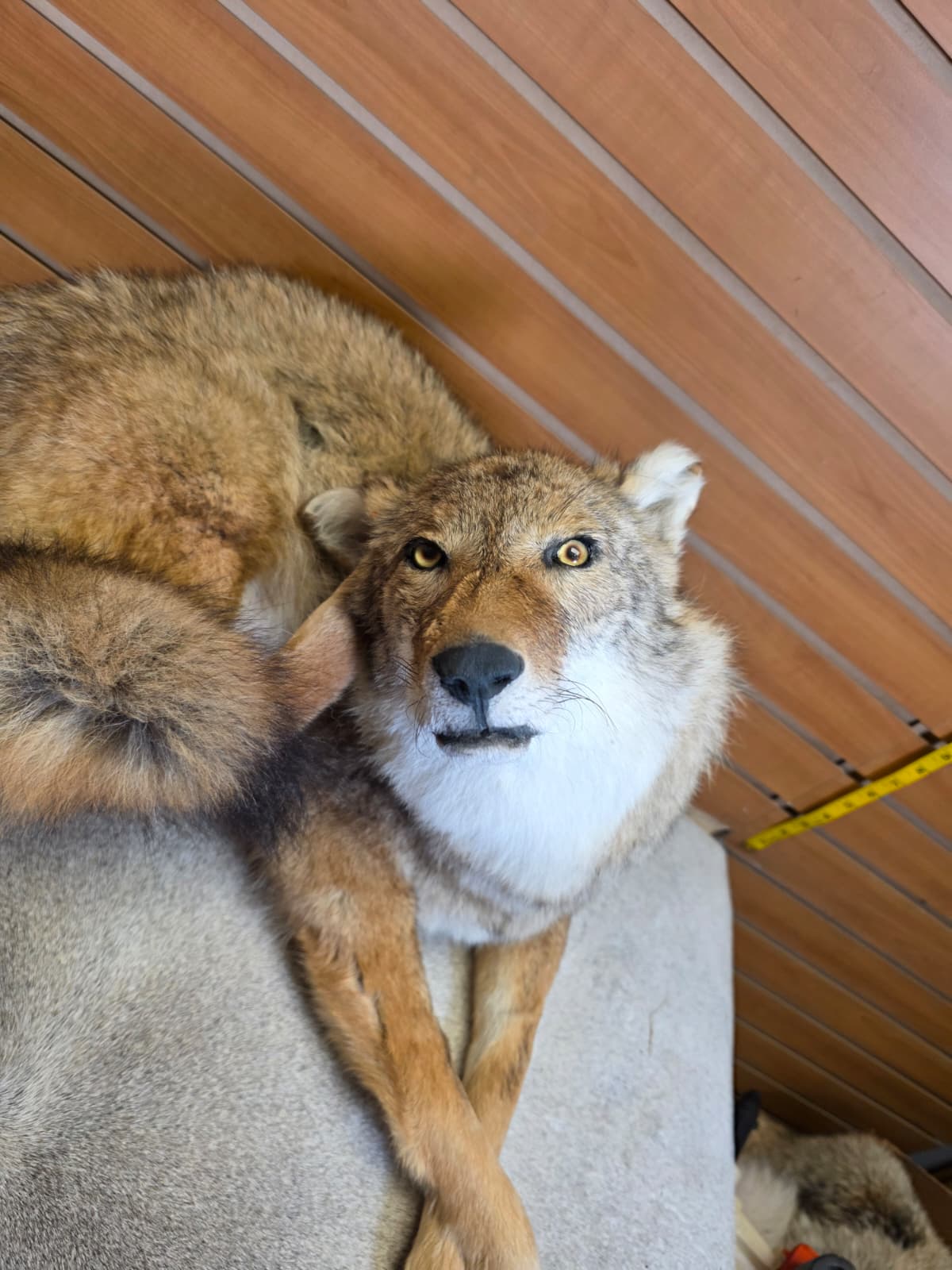 KMCY32 - Full-Body Coyote Taxidermy Mount