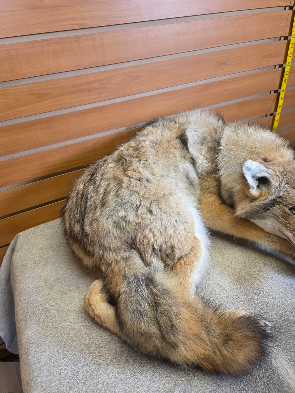 KMCY23 - Full-Body Coyote Taxidermy Mount