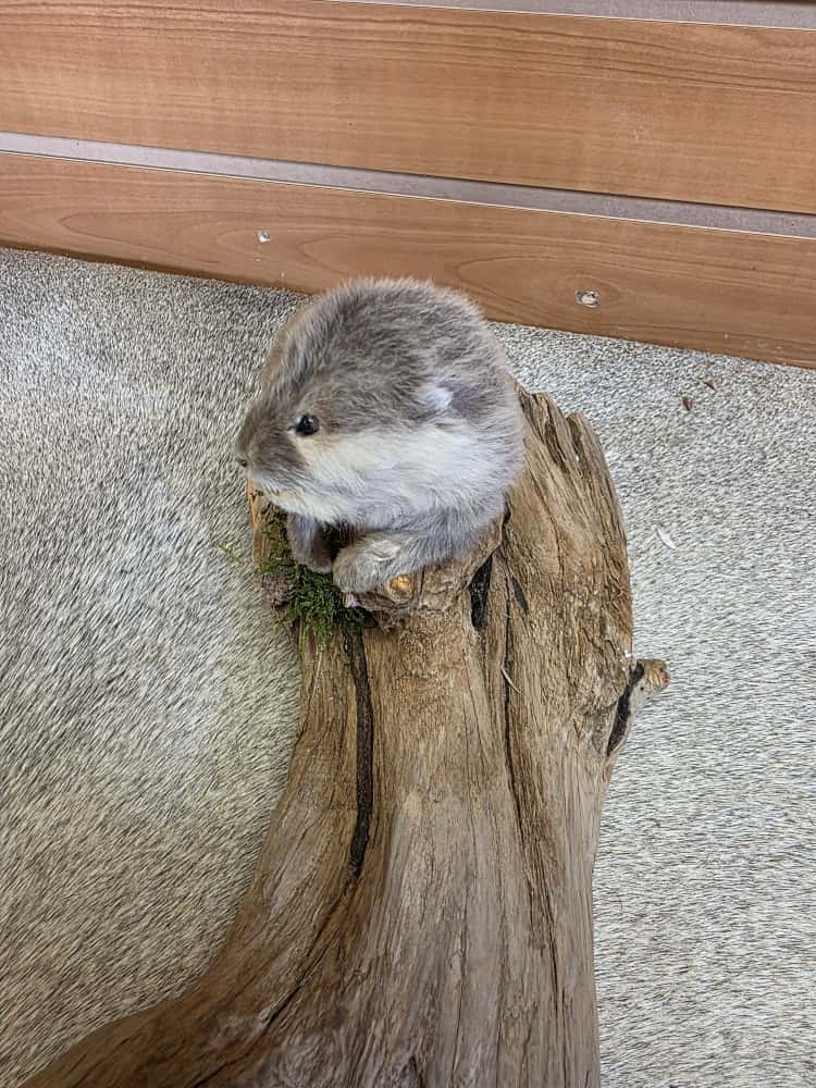 FHAB10 - Baby Otter Full Mount