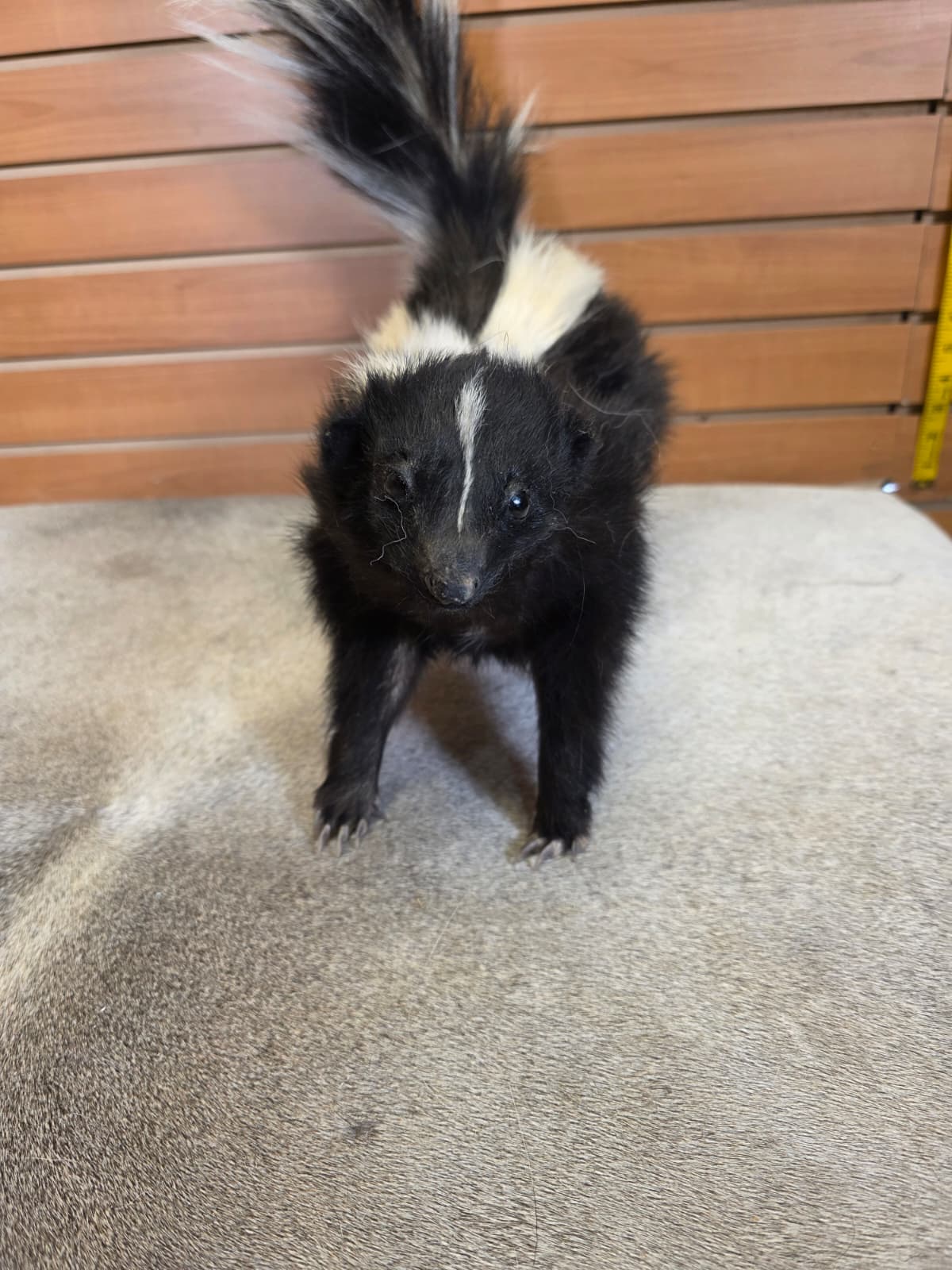 KMSK27 - Full-Body Skunk Taxidermy Mount