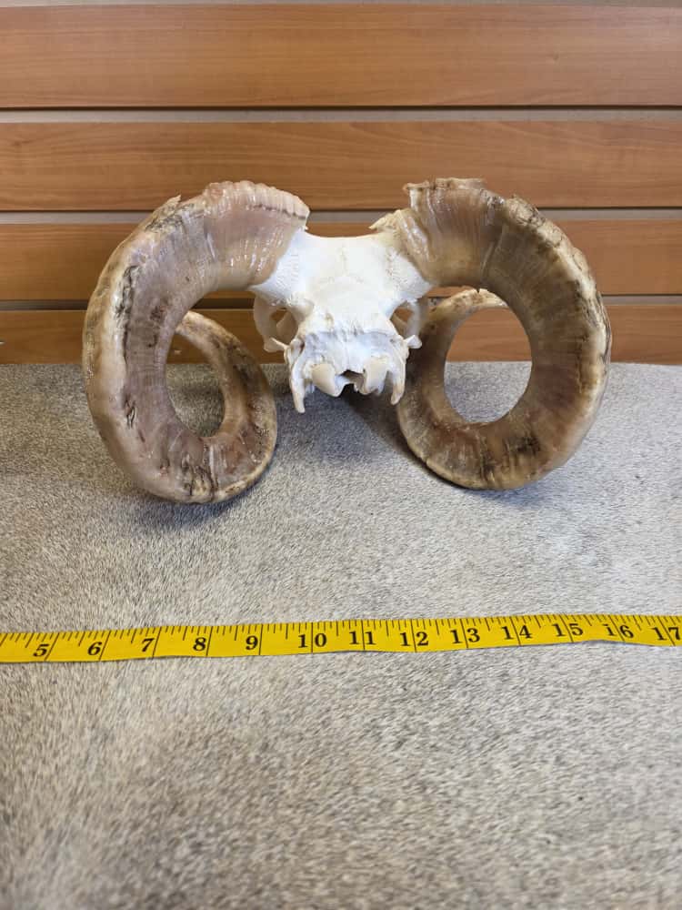 JTV289 - Ram Skull – Full Curl – Taxidermy Mount