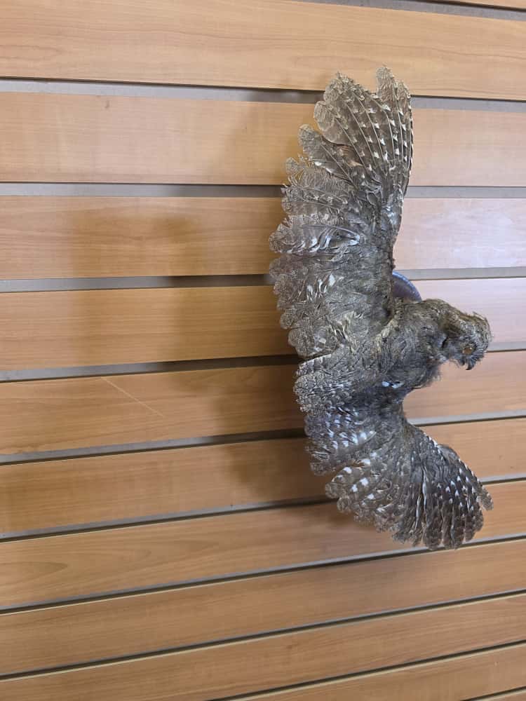 JTV274 - Eurasian Scops Owl Full Mount