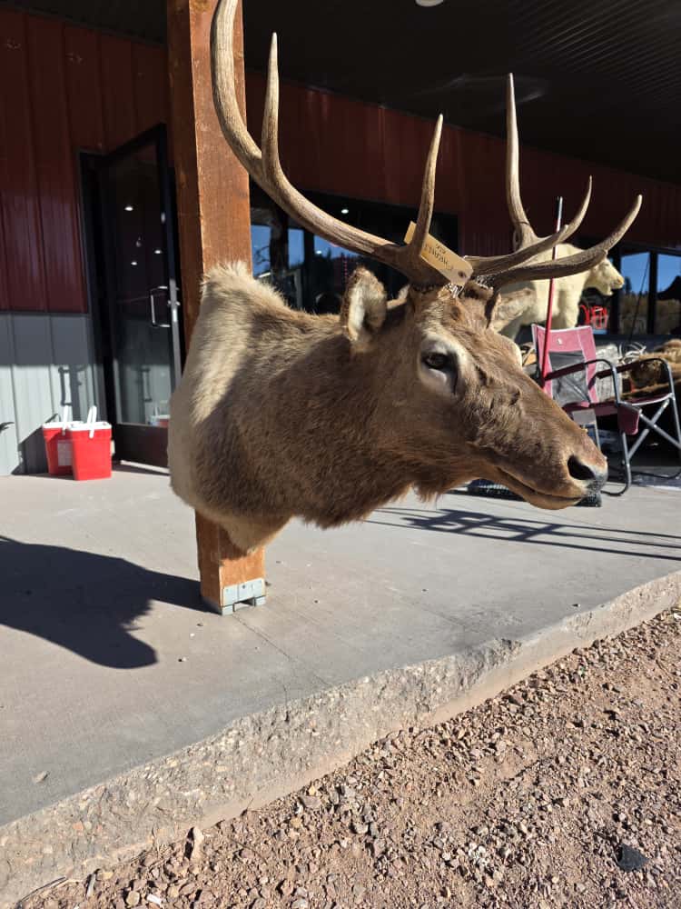 FHRAN1 - Elk Deer Head Taxidermy Mount