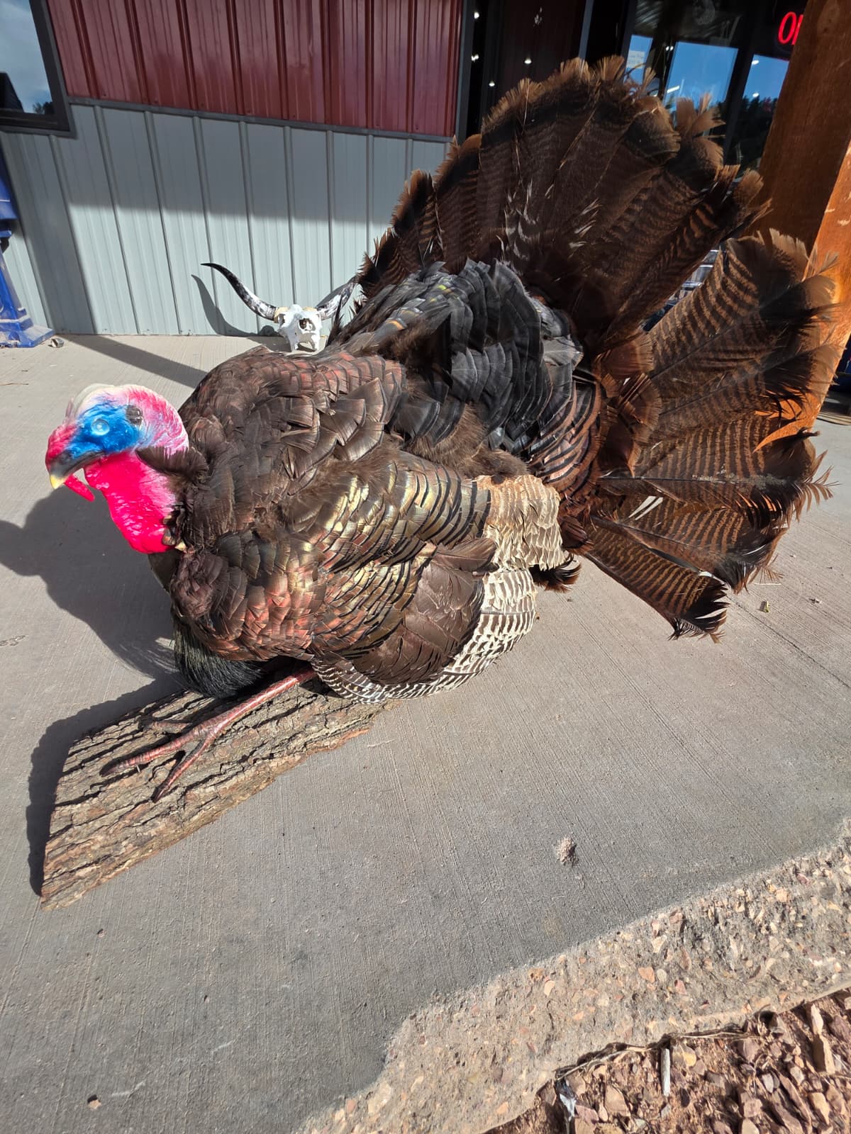 JTV299 - Bronze Turkey Taxidermy Mount