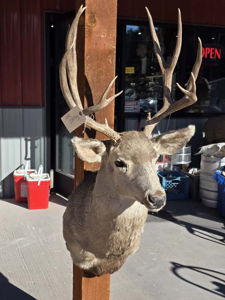 FHRAN2 - Mule Deer Head Taxidermy Mount