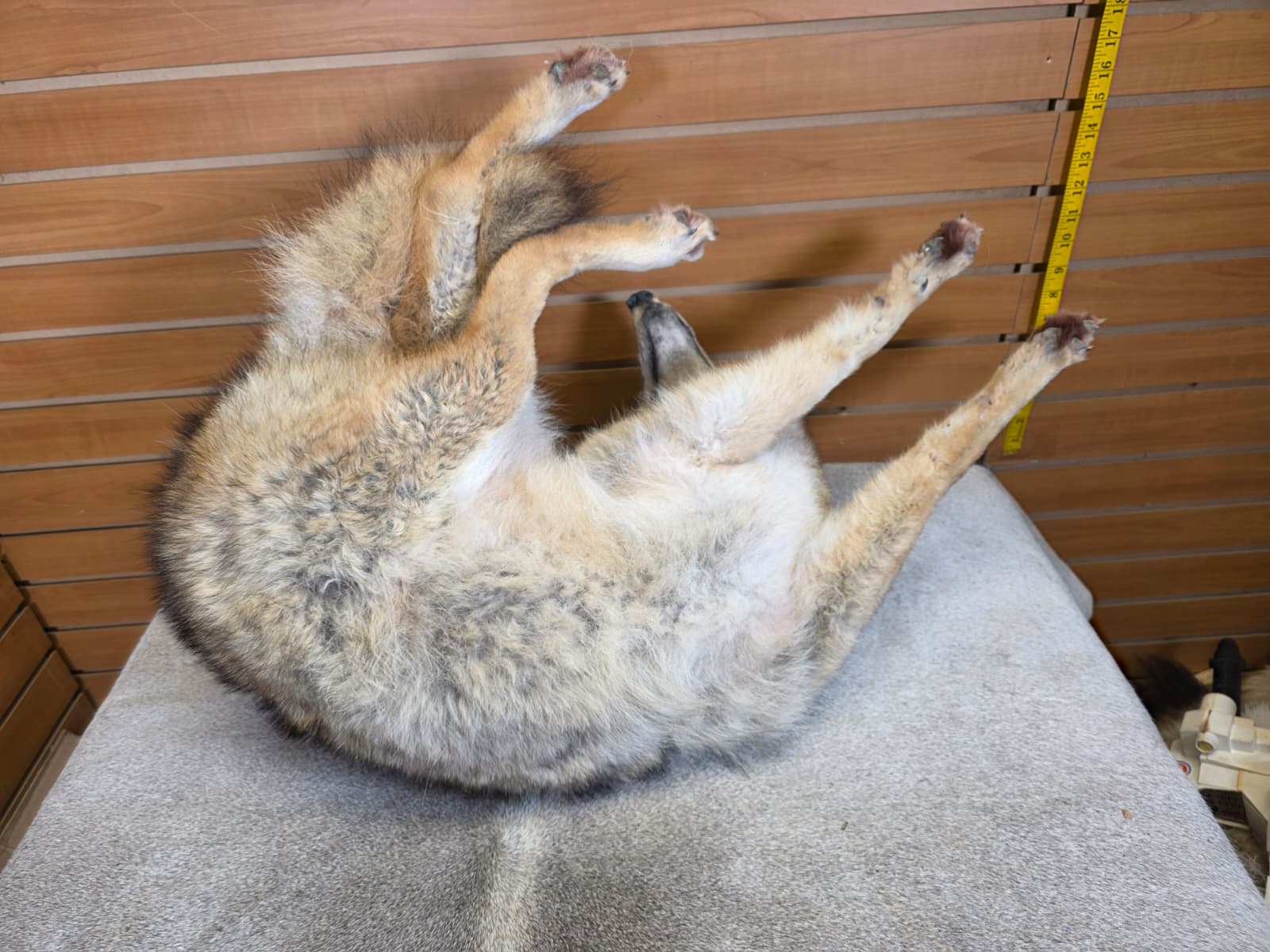 KMCY19 - Full-Body Coyote Taxidermy Mount