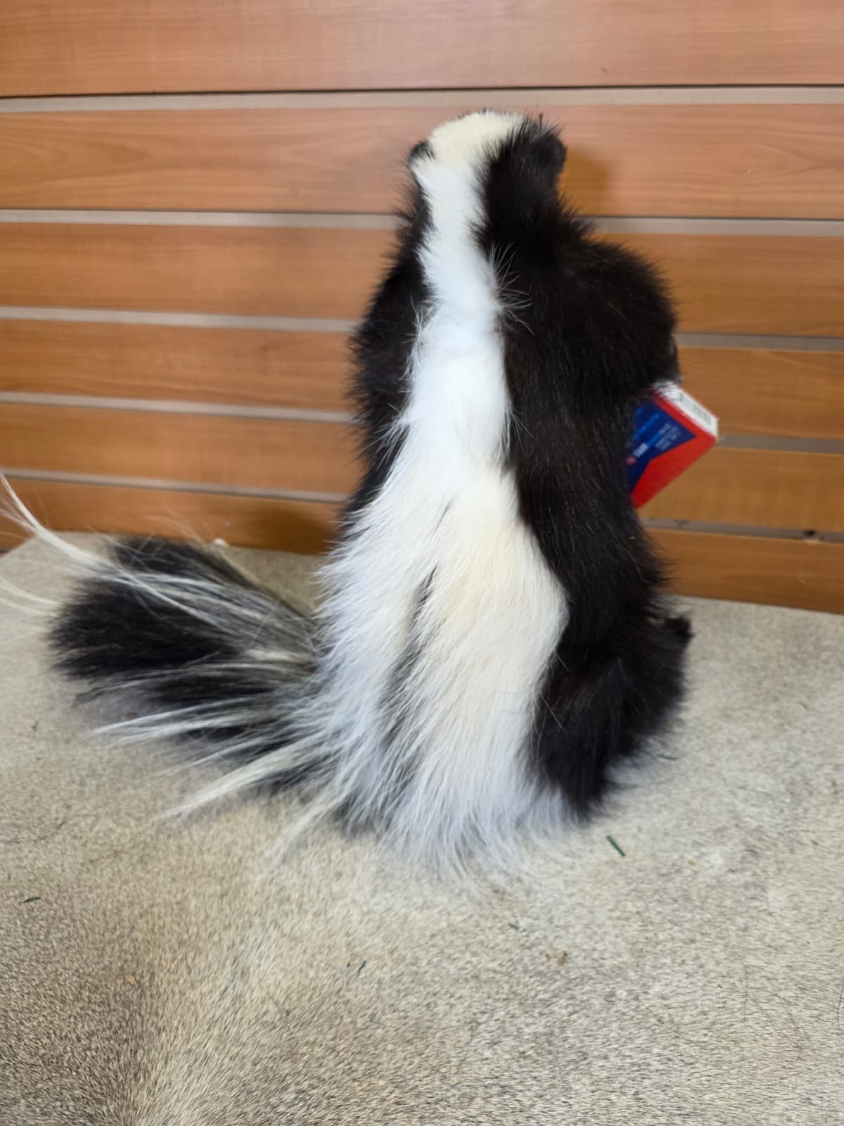 KMSK38 - Full-Body Skunk Taxidermy Mount