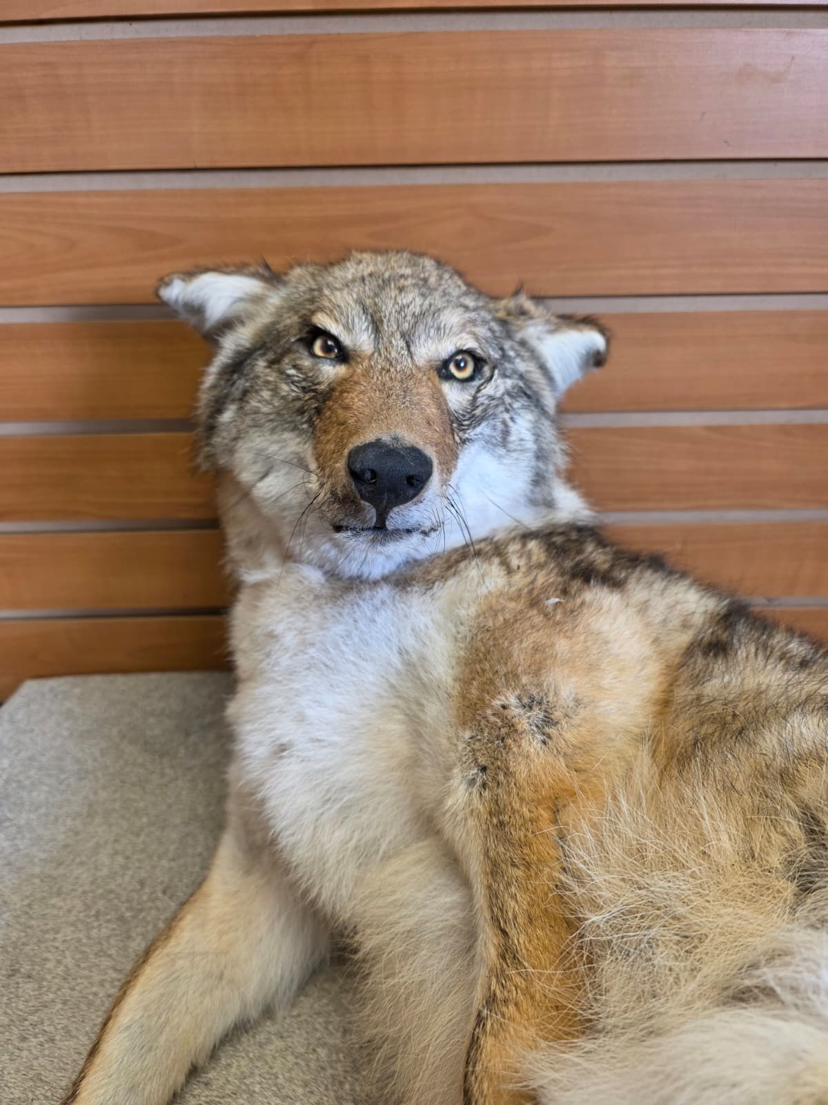 KMCY35 - Full-Body Coyote Taxidermy Mount