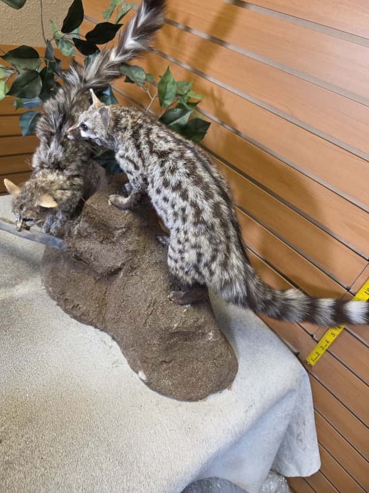 FHCM65 - pair Common Genet – Full Body Mounts