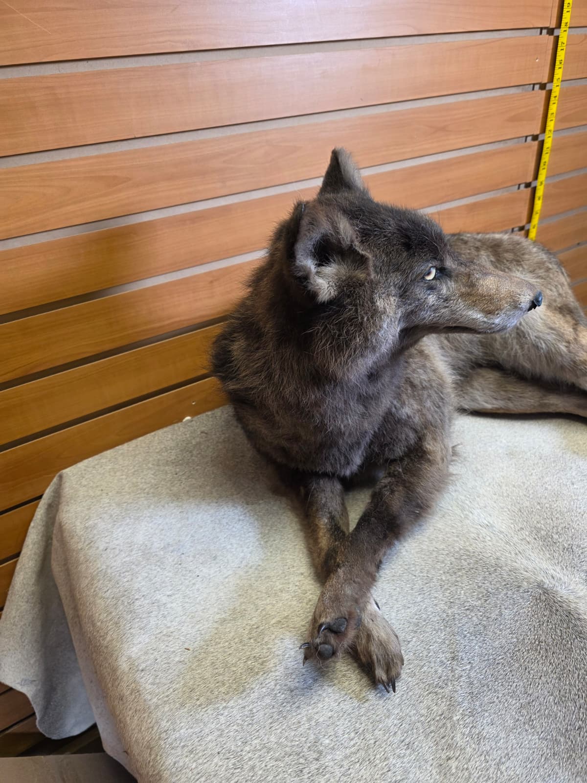 KMCY25 - Full-Body Coyote Taxidermy Mount