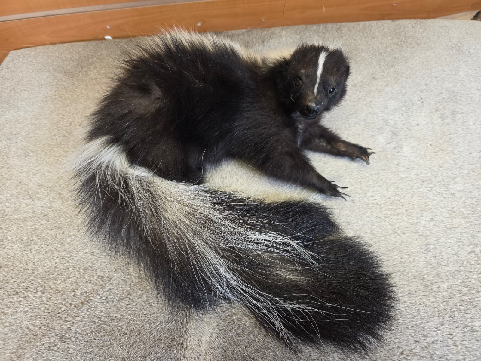 KMSK13 - Full-Body Skunk Taxidermy Mount