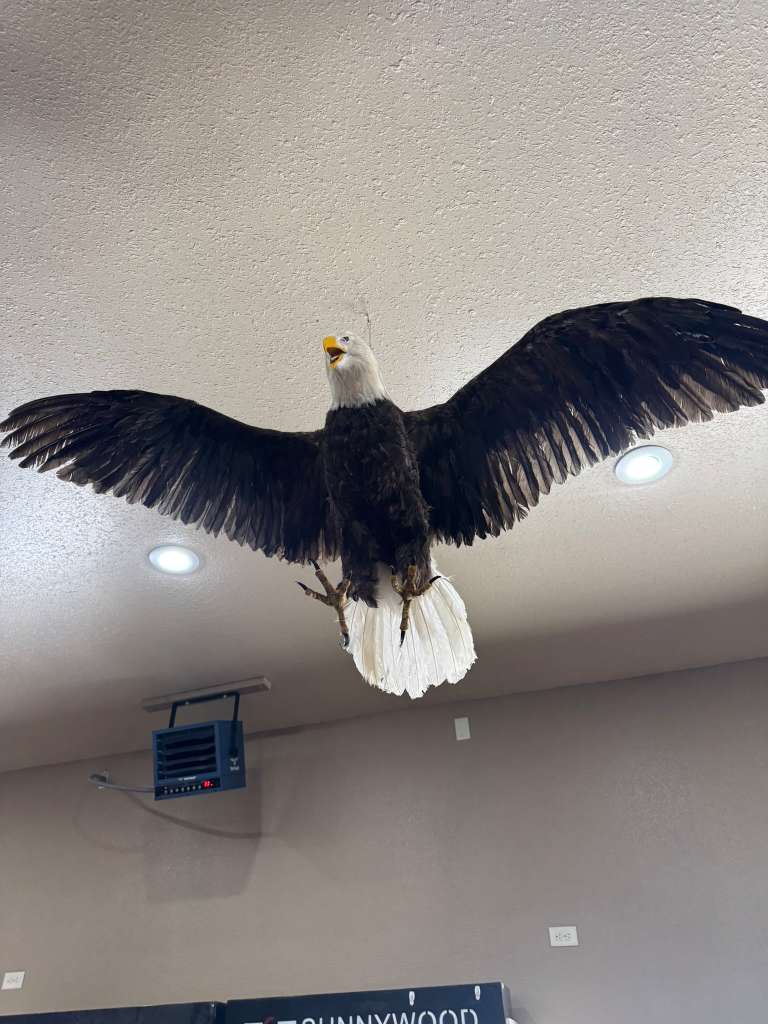 FHSUZ19 - Replica Realistic Bald Eagle Taxidermy Mount