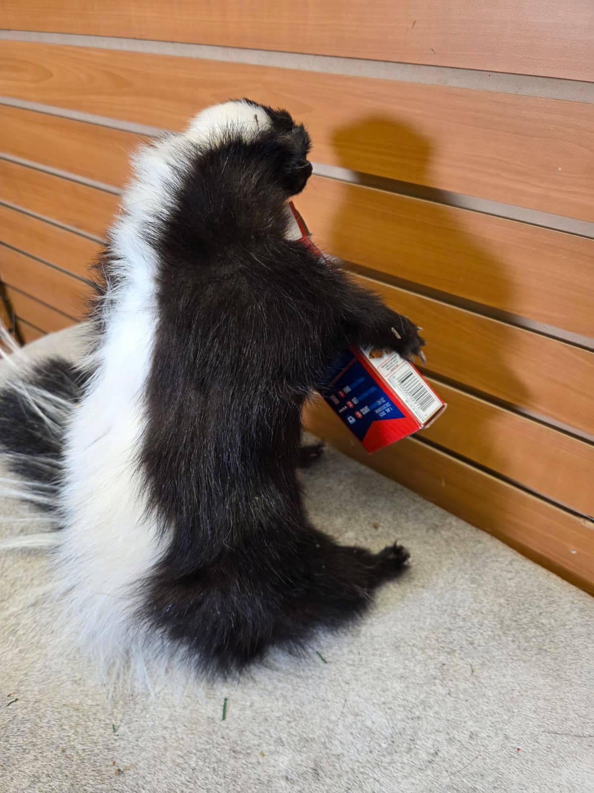 KMSK38 - Full-Body Skunk Taxidermy Mount