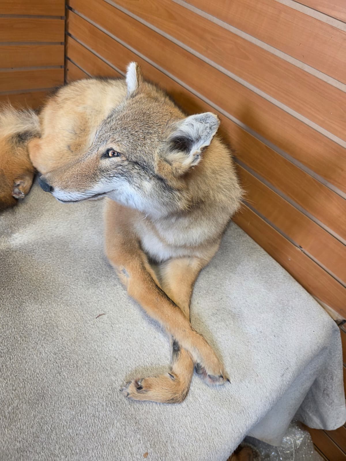 KMCY22 - Full-Body Coyote Taxidermy Mount