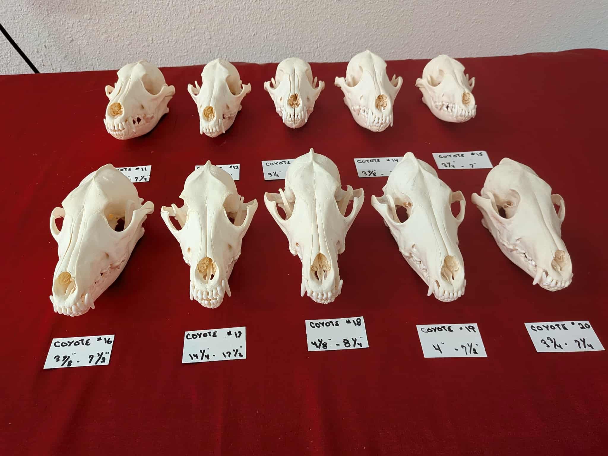 FHSUZ17 - 10 Coyote Skulls taxidermy $65 each