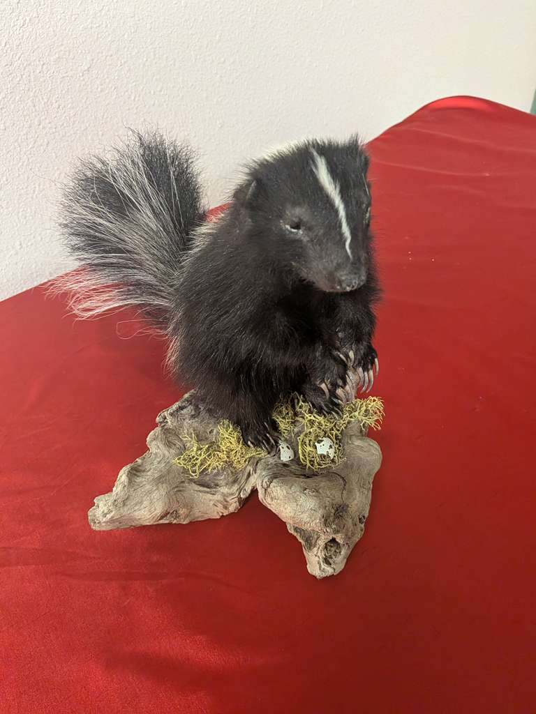 FHSUZ20 - Fluffy Baby Skunk Taxidermy Mount