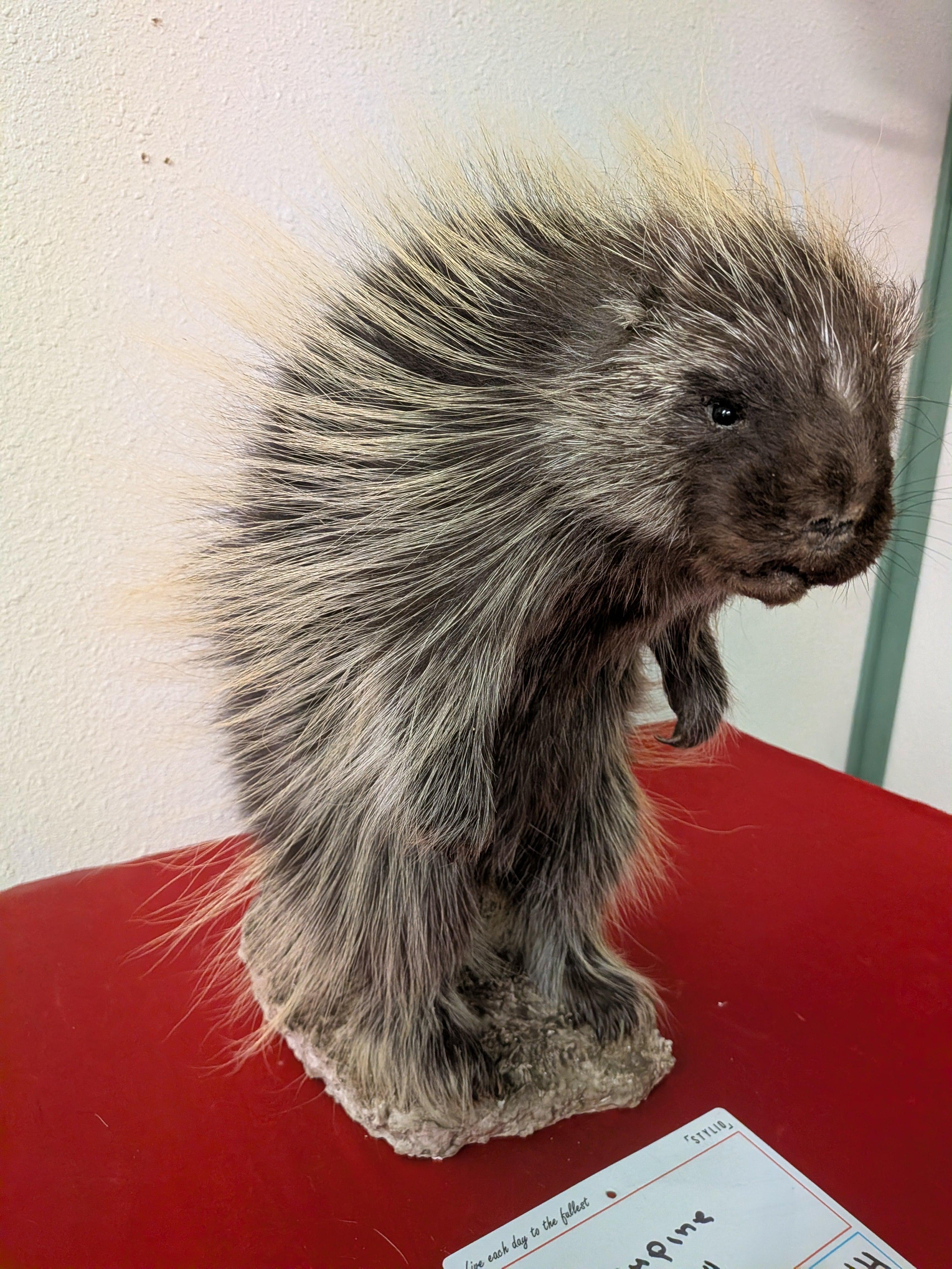 FHPAT14- Beautiful Montana Prime Winter Porcupine Full Taxidermy Mount