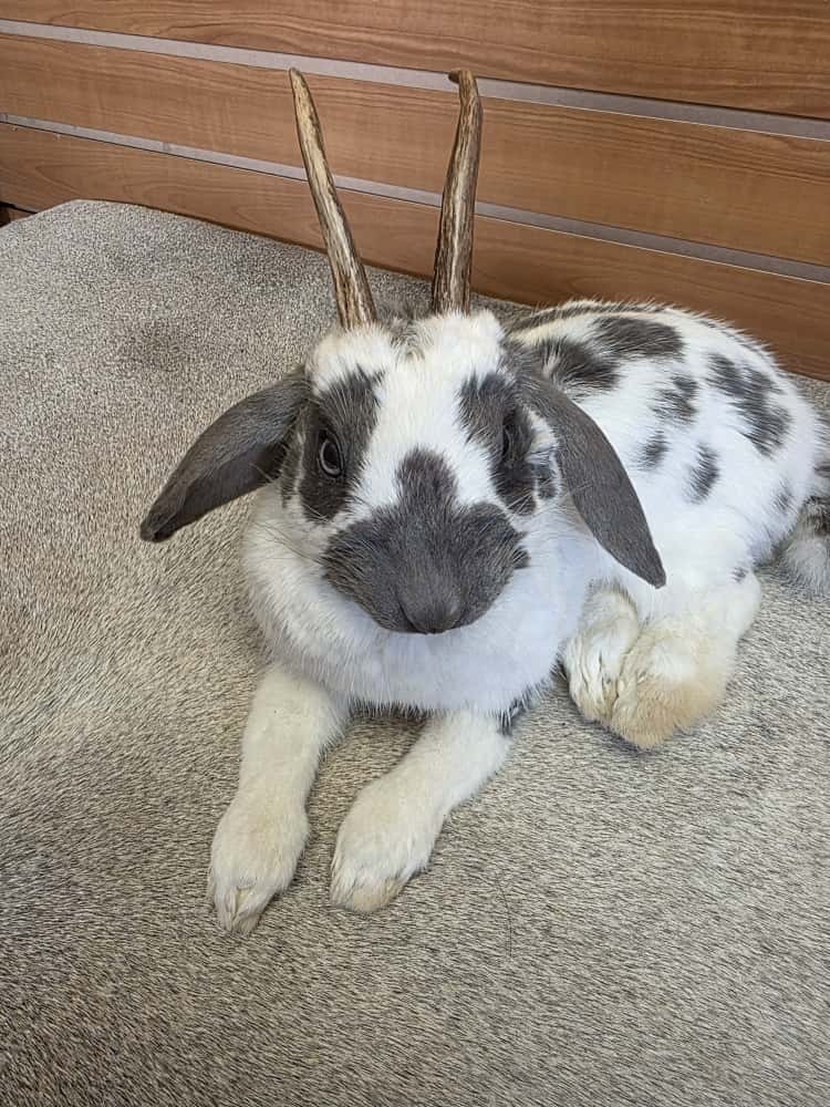 FHAB1 - Holland Lop Rabbit – Royalty Edition