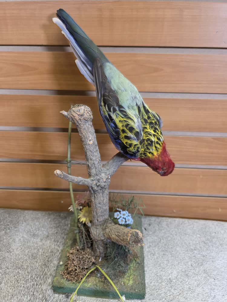 JTV276 - Farm-Raised Eastern Rosella Parrot