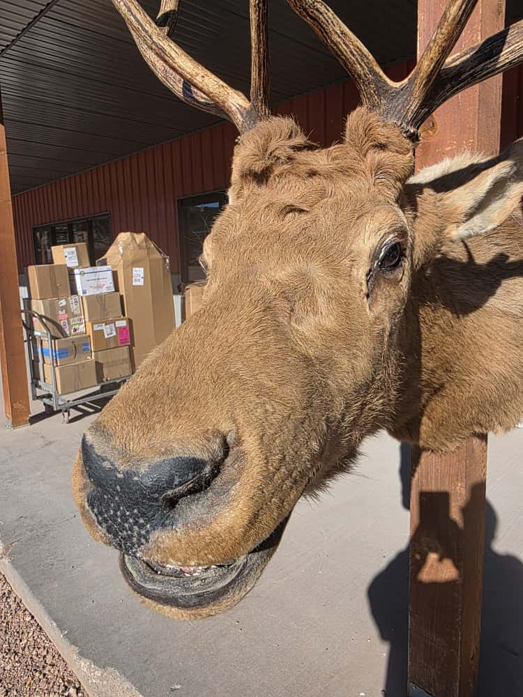 JTV297 - Elk Deer Head Taxidermy Mount