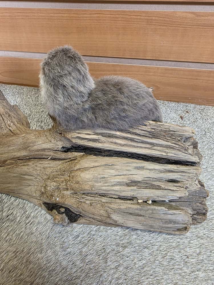 FHAB10 - Baby Otter Full Mount