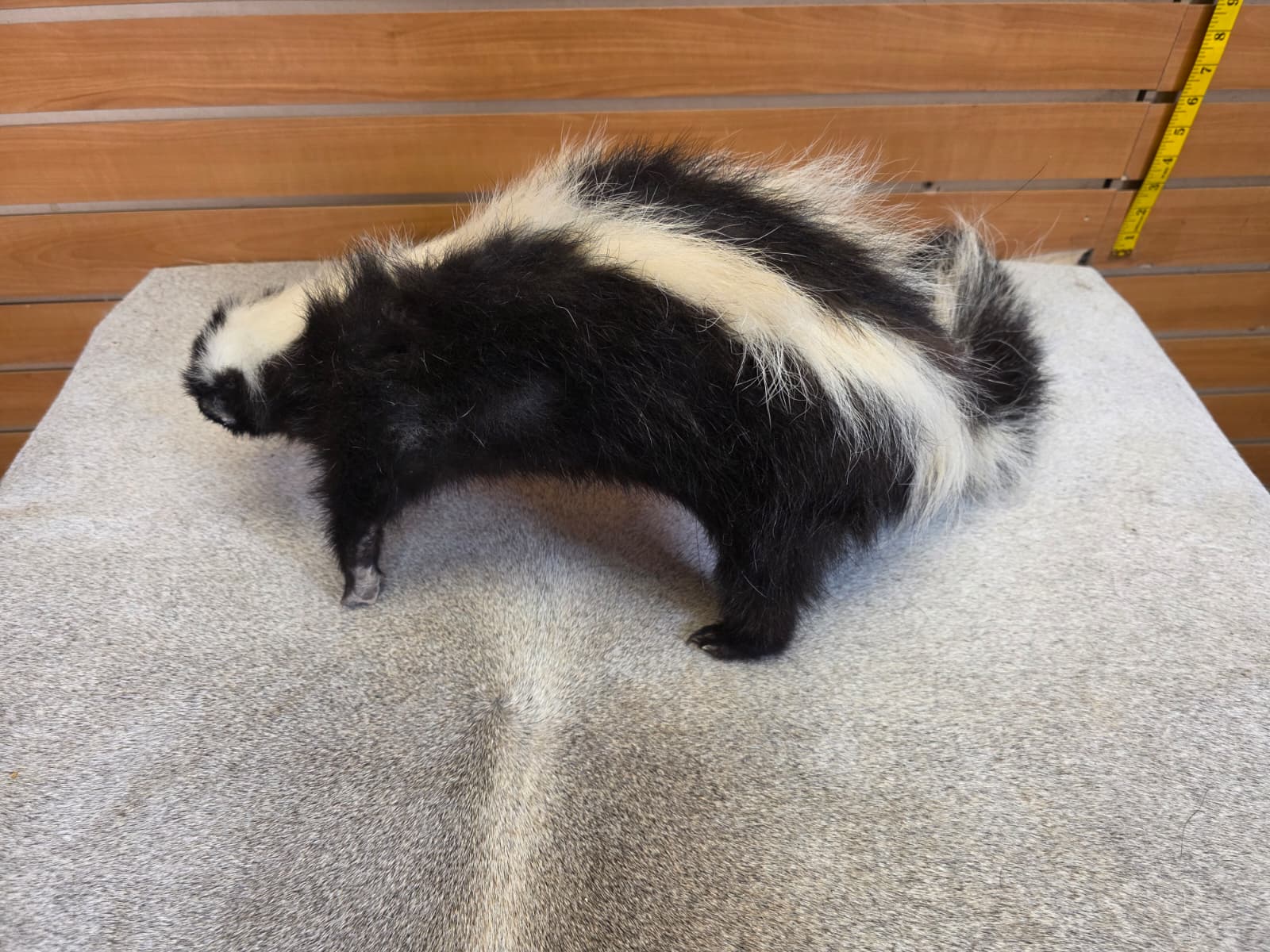 KMSK16 - Full-Body Skunk Taxidermy Mount