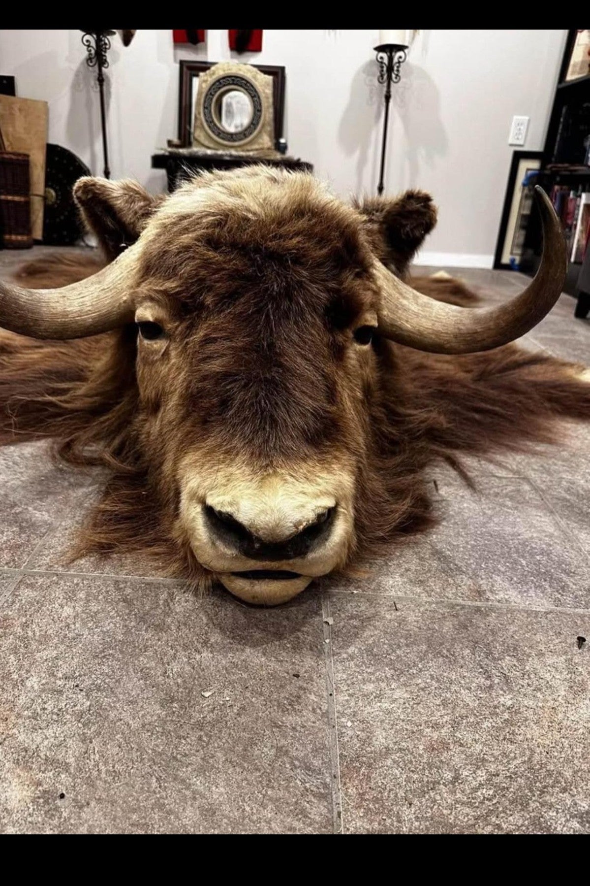 FHSUZ28 - Muskox Rug With Mounted Taxidermy Head