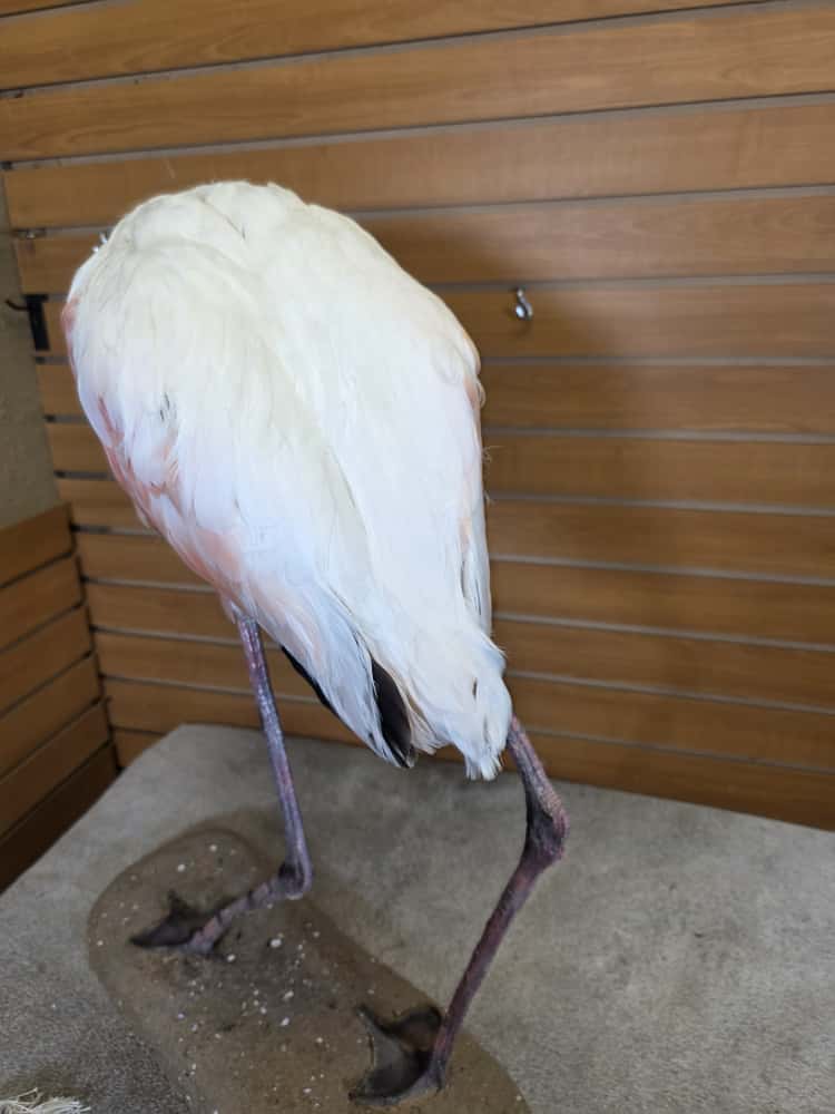 FHART12 - Chilean Flamingo Full Mount