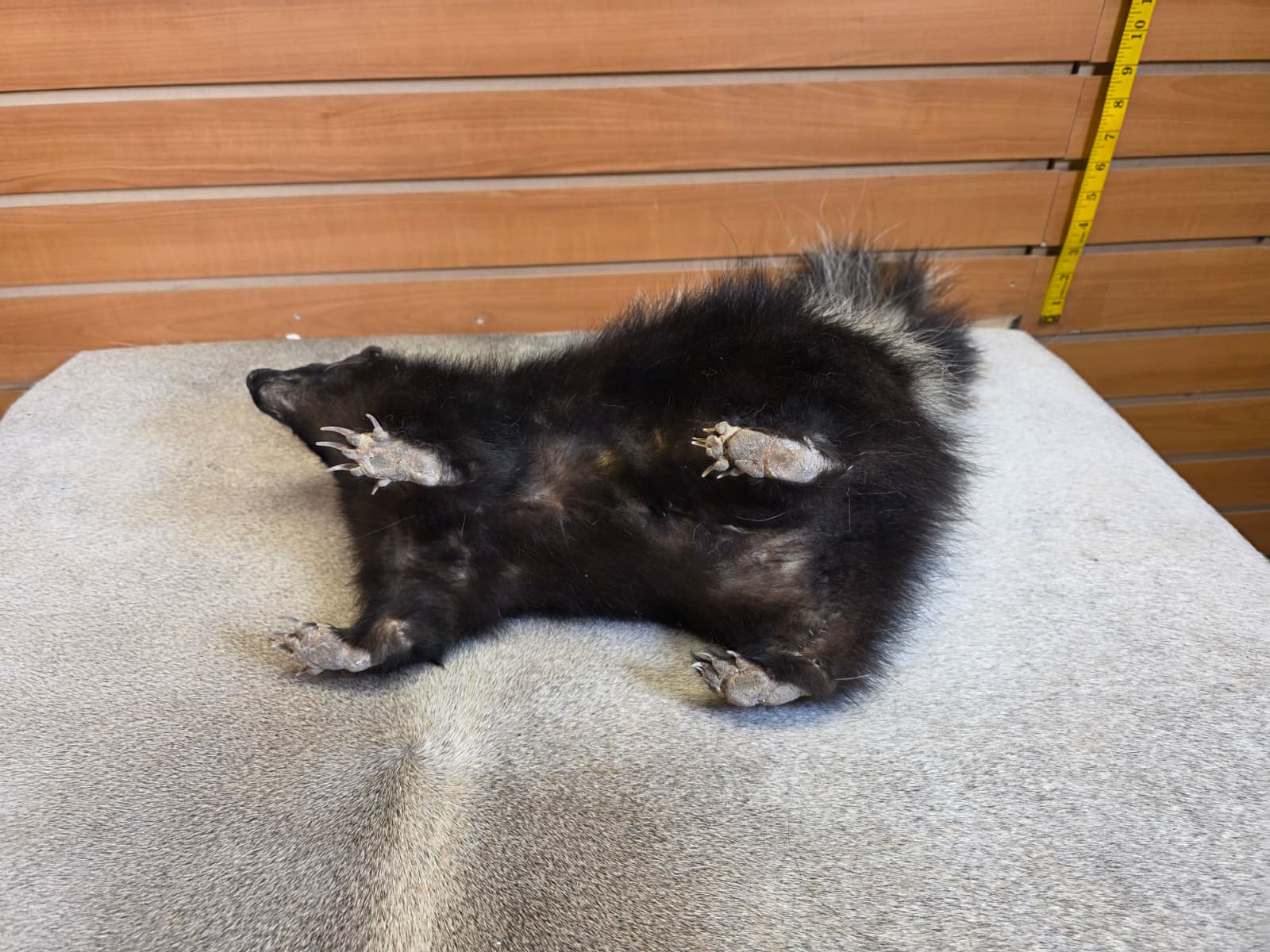 KMSK11 - Full-Body Skunk Taxidermy Mount
