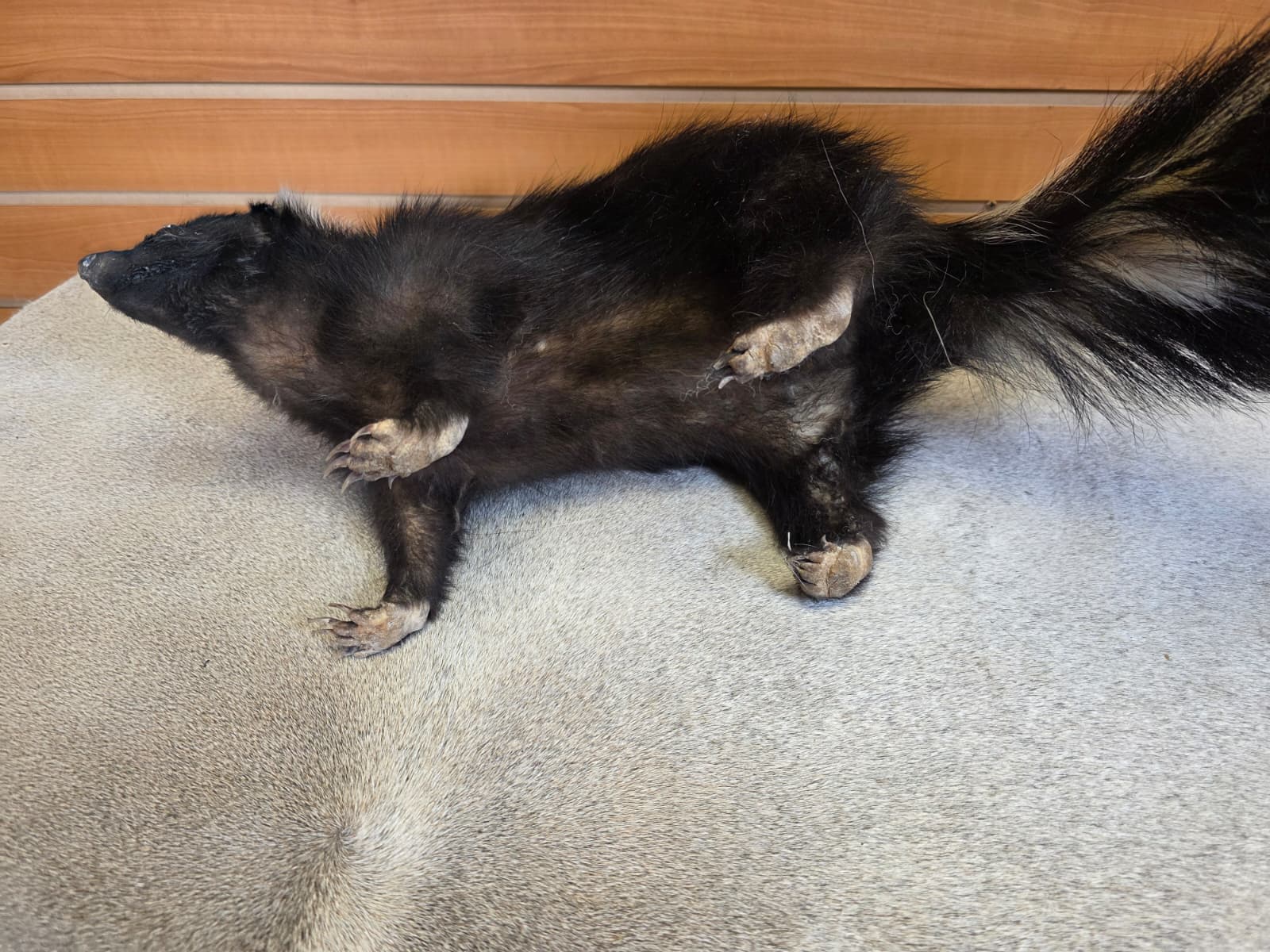 KMSK10 - Full-Body Skunk Taxidermy Mount