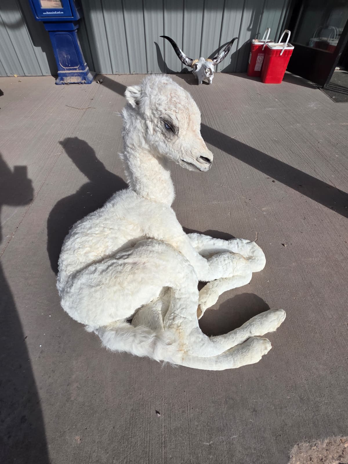 FHAB17 - Alpacas – Camelids Full-Body Taxidermy Mount